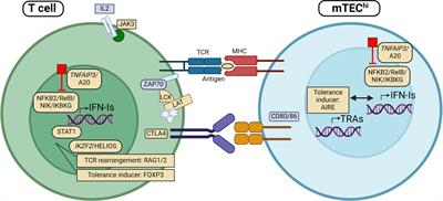 Interferon autoantibodies as signals of a sick thymus